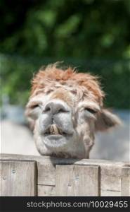 closeup headshot of a sleepy alpaca with its head on a paddock fence