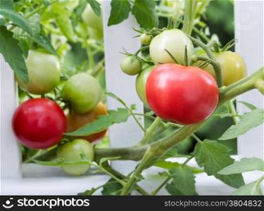 Closeup horizontal image of homegrown tomatoes on white fence beginning to ripen
