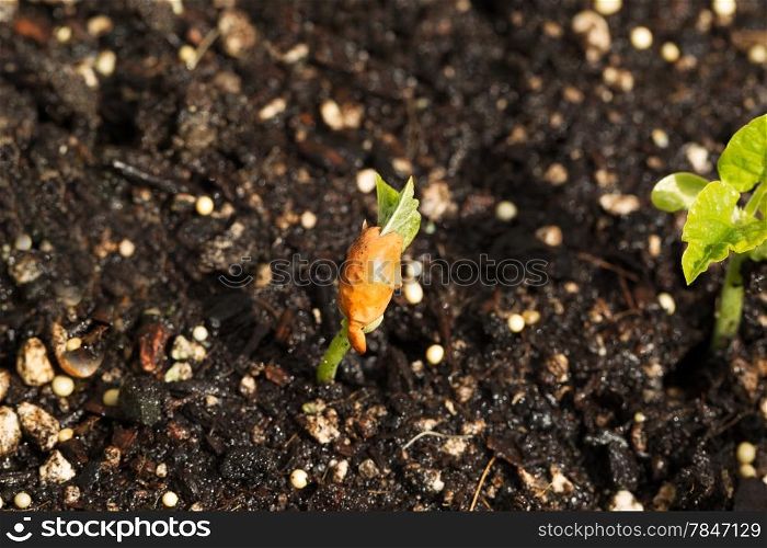 Closeup horizontal photo of new bean plant coming out of rich earth soil