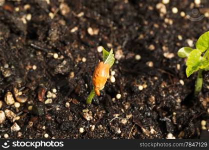 Closeup horizontal photo of new bean plant coming out of rich earth soil