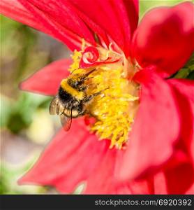 Closeup image of a bumble bee and red Dahlia flower