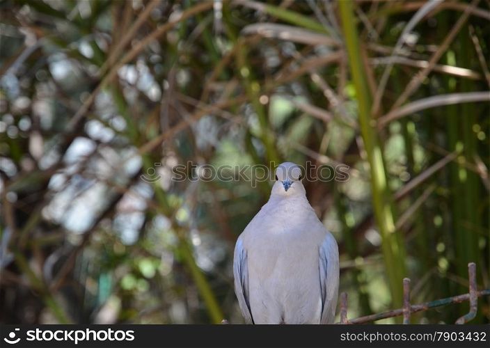 Closeup image of a pigeon at a green background of branches