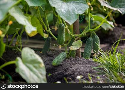 Closeup image of beautiful ripe cucumbers in garden