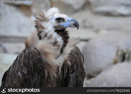 Closeup image of black vulture (Cinereous vulture)