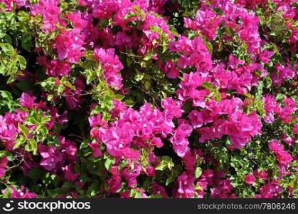Closeup image of bougainvillea in the garden on Crete island in Greece