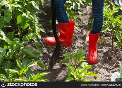 Closeup image of female feet in red rubber boots digging garden soil with shovel. Closeup photo of female feet in red rubber boots digging garden soil with shovel