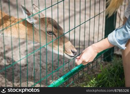 Closeup image of female hand giving grass to doe in the paddock at zoo