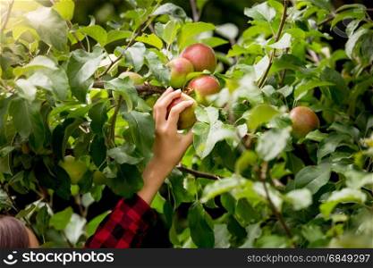 Closeup image of female hand picking apples from trees at sunny day