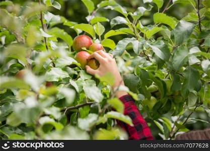 Closeup image of female hand picking ripe red apples