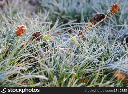 Closeup image of frozen grass and flowers