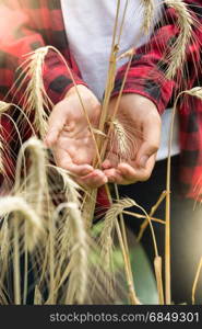 Closeup image of golden ripe wheat ears in young farmers hands