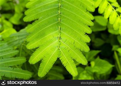 Closeup image of green leaf, background blurred