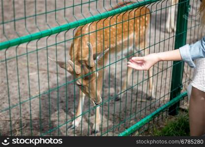 Closeup image of hand giving grass to doe through fence in zoo