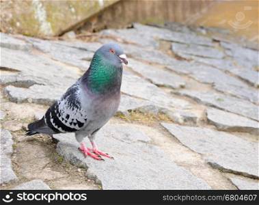 Closeup image of pigeon standing on the stone ground.