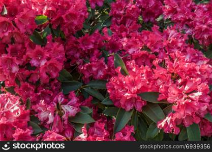 Closeup image of red Rhododendrons the Washington State Flower. Shot taken in West Seattle, Washington. Backgroun or texture.