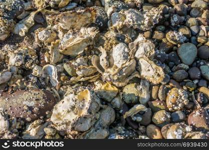 Closeup image of rocks and oyster shells on the shore of Hood Canal in Wahsington State. Background or texture.