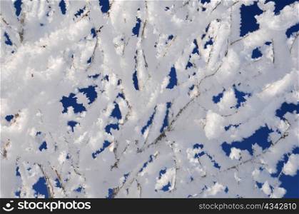 Closeup image of the icy tree twigs covered with snow against blue sky background