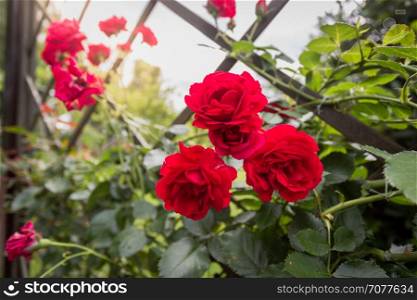 Closeup image of three beautiful red roses growing on decorative fence at park