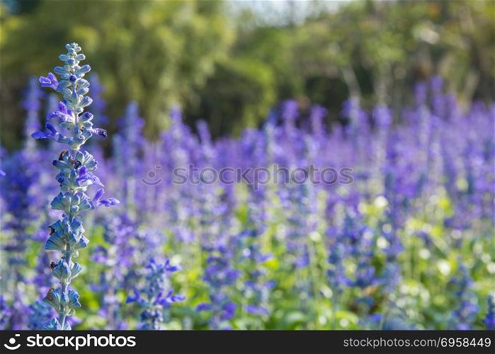 Closeup image of violet lavender flowers in the field in sunny d. Closeup image of violet lavender flowers in the field in sunny day