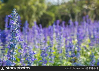 Closeup image of violet lavender flowers in the field in sunny d. Closeup image of violet lavender flowers in the field in sunny day