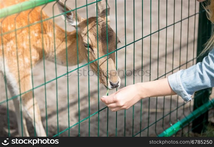 Closeup image of young woman feeding young doe through fence