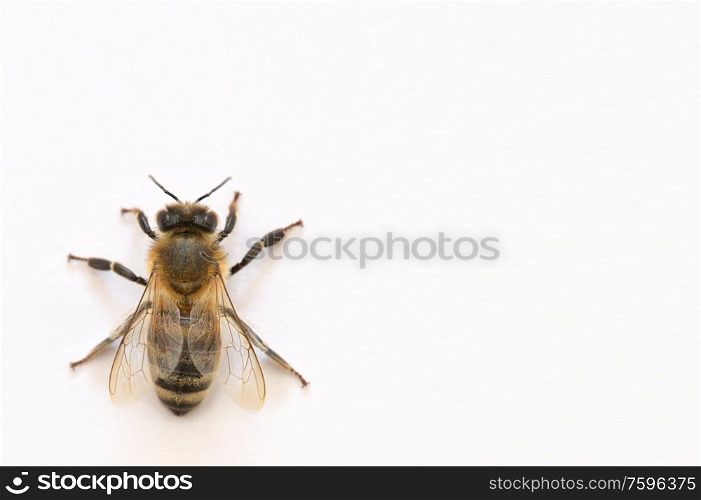 Closeup Isoalted Bee on White Background