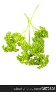 closeup isolated parsley