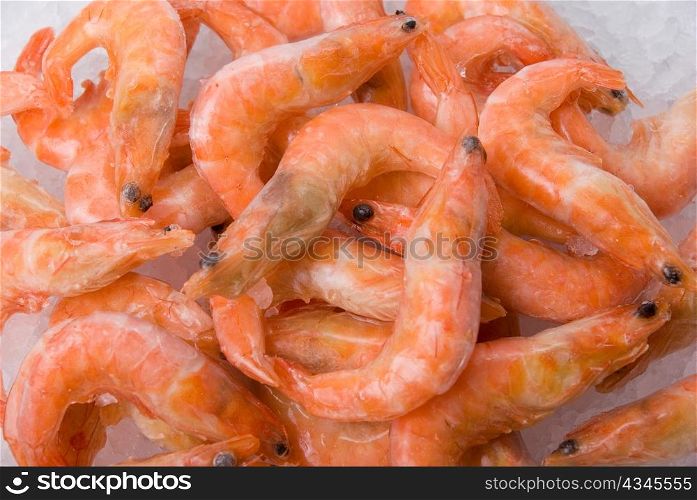 Closeup King shrimps at fishmarket on ice background