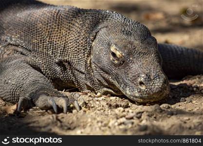 Closeup Komodo waran with flaky skin like dragon from prehistoric times