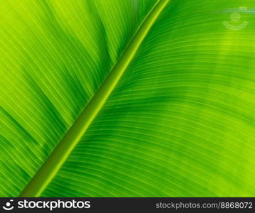 Closeup light green banana leaf. Green leaf of banana texture background. Green organic banana leaf pattern detail for spa or organic products wallpaper. Nature of tropical plant. Tropical plant.