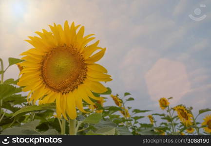 closeup look of colorful sun flowers image,blossom yellow sunflowers on the field over blue sky background.