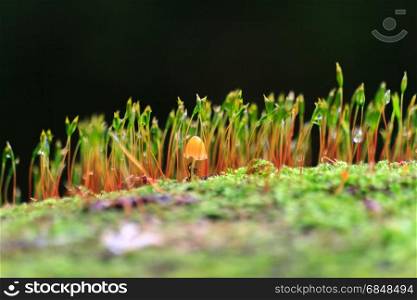 closeup macro of mushroom haircap moss sponge on a tree trunk