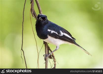 Closeup male Oriental magpie robin (Copsychus saularis) perching on a branch in the garden with sunlight and blurred green nature background.