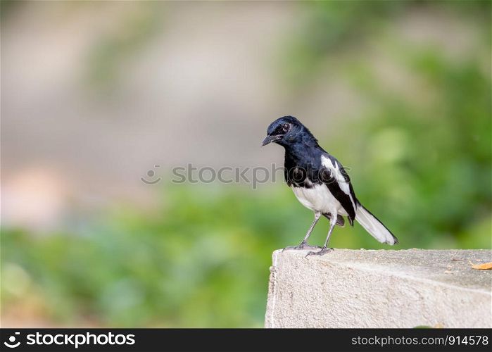 Closeup male Oriental magpie robin (Copsychus saularis) standing on a concrete bench in the garden with sunlight and blurred green nature background.