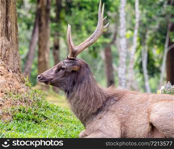 Closeup Male Samber Deer at Khao Yai National Park, Thailand