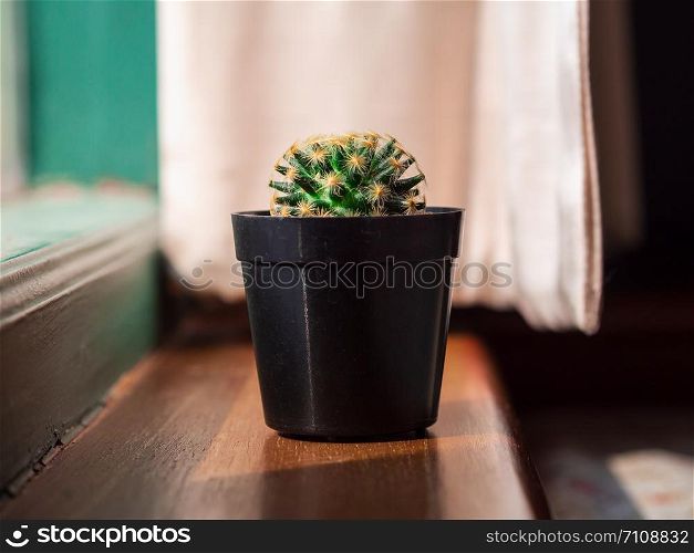 Closeup Mammillaria plumosa (feather cactus) in small black flowerpot with warm sunlight near the window.