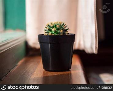 Closeup Mammillaria plumosa (feather cactus) in small black flowerpot with warm sunlight near the window.