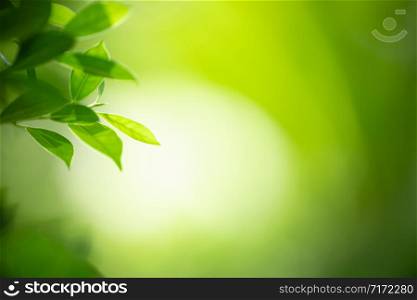 Closeup nature view of green leaf on blurred greenery background in garden with copy space for text using as summer background natural green plants landscape, ecology, fresh wallpaper concept.