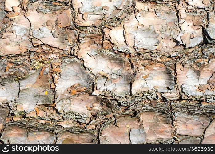 closeup of a bark. bark
