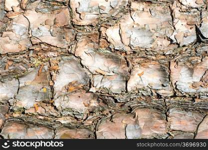 closeup of a bark. bark