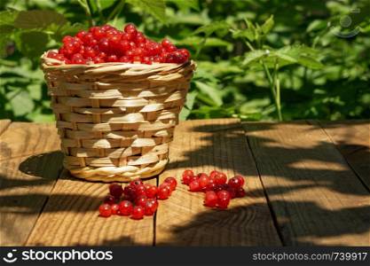 Closeup of a basket with red currants.