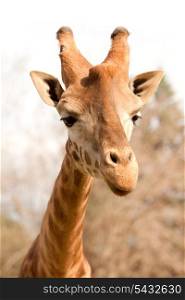 Closeup of a beautiful giraffe abroad