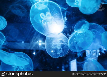 Closeup of a Beautiful Moon Jellyfish (Aurelia aurita) Suspended in Water and Surrounded with Many Other Jellies with a Glowing Light. Beautiful and relaxing background. Moon Jellyfish Suspended in Water