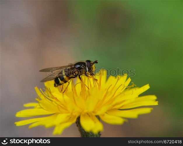 Closeup of a bee feeding on a sharp yellow dandelion
