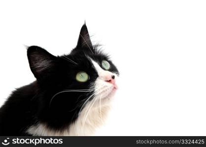 Closeup of a black and white cat on a light colored background looking up out of the frame. Looking Up