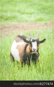 closeup of a bleating farmyard goat in a grassy meadow