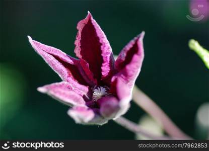 Closeup of a blossom purple clematis flower at a natural green background