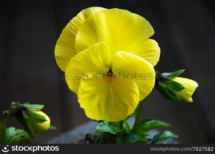 Closeup of a blossom yellow pansy flower with buds.