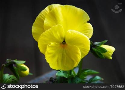 Closeup of a blossom yellow pansy flower with buds.