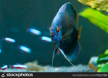 Closeup of a blue tropical Symphysodon discus fish in a fishtank. Selective focus background.. Closeup of a blue tropical Symphysodon discus fish in a fishtank.